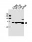 ARHGDIA Antibody (N-term)