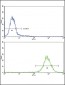 MDH2 Antibody (Center)