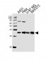 MDH2 Antibody (Center)