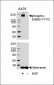 Phospho-ErbB2(Y1112) Antibody
