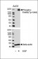 Phospho-ErbB2(Y1248) Antibody