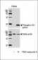 Phospho-HIST1H3B3(S10) Antibody