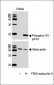 Phospho-HIST1H3B3(S10) Antibody