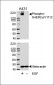 Phospho-HER2(Y1112) Antibody