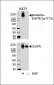 Phospho-EGFR(Y1172) Antibody