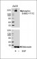 Phospho-EGFR(Y1016) Antibody