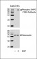 Phospho-SHP2(Y546) Antibody