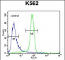 EGFR-S1026 Antibody (C-term)