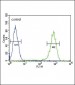 SFN Antibody (C-term)