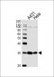 SFN Antibody (C-term)