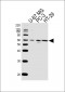 OASL Antibody (C-term)
