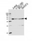 ENO1 Antibody (Center)