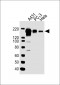 EGFR Antibody (Y1092)
