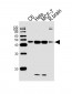 MEK2 (MAP2K2) Antibody (N-term)