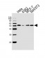 NEK2 Antibody (Center)