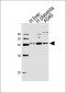 OLR1 Antibody (Center)