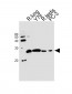 GSTP1 Antibody (Center)