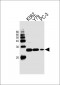 GSTP1 Antibody (Center)