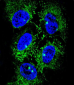 ADH7 Antibody (C-Term)