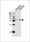 ADH7 Antibody (C-Term)