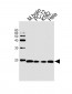 PIN1 Antibody