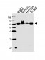 USP14 Antibody (N-term)