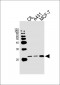 NRAS Antibody (N-term)