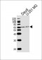 YY1 Antibody