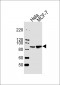 STAT1 Antibody