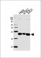 ANXA1 Antibody