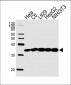 PCNA Antibody (C-term)