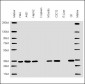 PCNA Antibody (C-term)