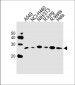R Cebpd Antibody (Center)