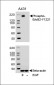 Phospho-ErbB2(Y1221) Antibody