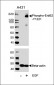 Phospho-ErbB2(Y1221) Antibody