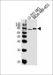 GRB10 Antibody (N-term)