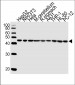 Beta-actin Antibody