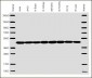 Beta-actin Antibody