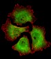 UCHL1 Antibody