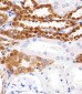 UCHL1 Antibody