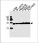 UCHL1 Antibody