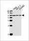 KLF4 Antibody (N-term)