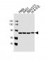 HSPA8 Antibody (N-term)