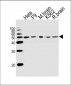 COPS2 Antibody (N-term)