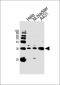 SFN Antibody (Center)