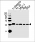 CLIC1 Antibody (Center)