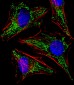 TUFM Antibody (N-term)