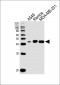 HLA-G Antibody