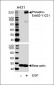 Phospho-ErbB2(Y1221) Antibody