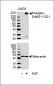 Phospho-ErbB2(Y1221) Antibody